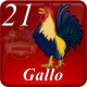 D21 GALLO