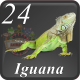 D24 IGUANA