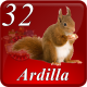 E32 ARDILLA